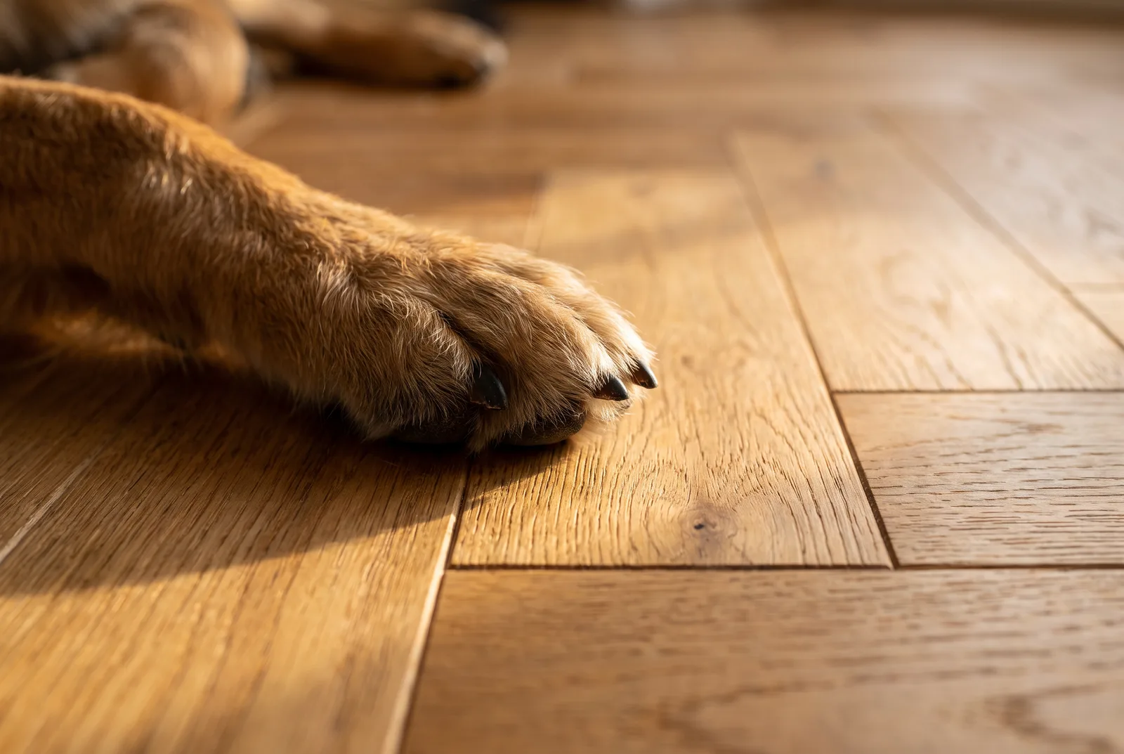 Patte de chien sur des lames de parquet chêne huilé